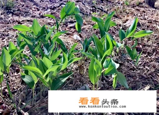 牛大力长什么样子？牛大力植物形态简介，外观特征是怎样的？