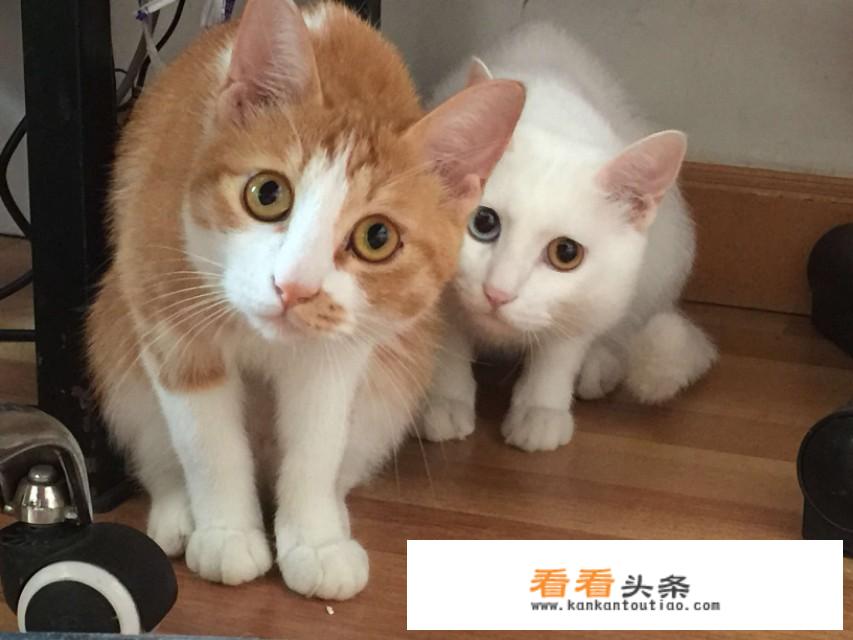 总裁养成文？