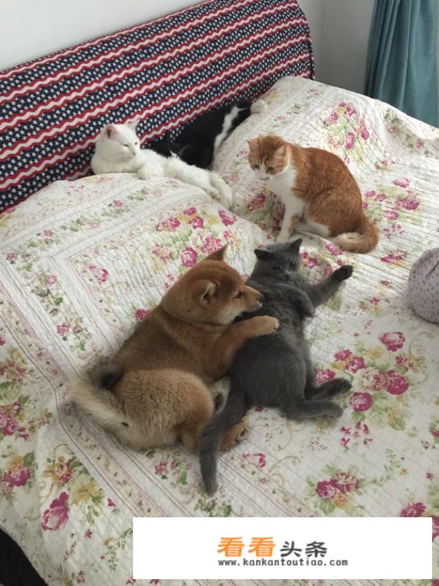 总裁养成文？
