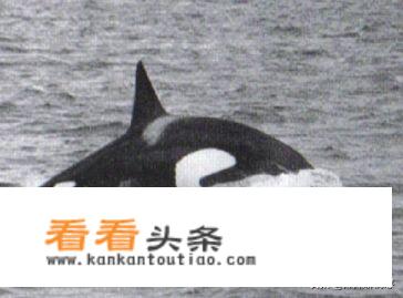 原神鲸鱼位置？