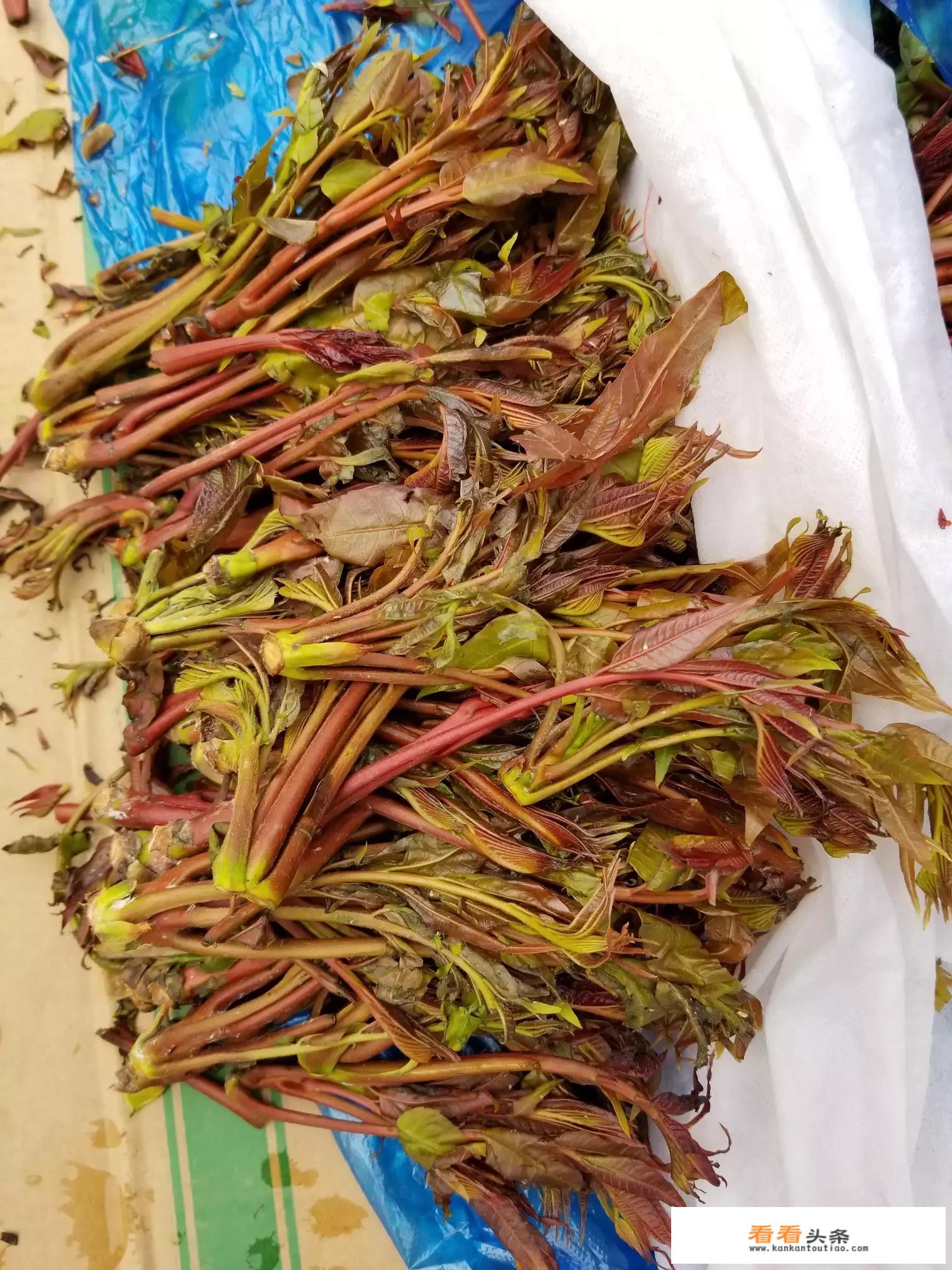 可以吃的野菜有哪几种？