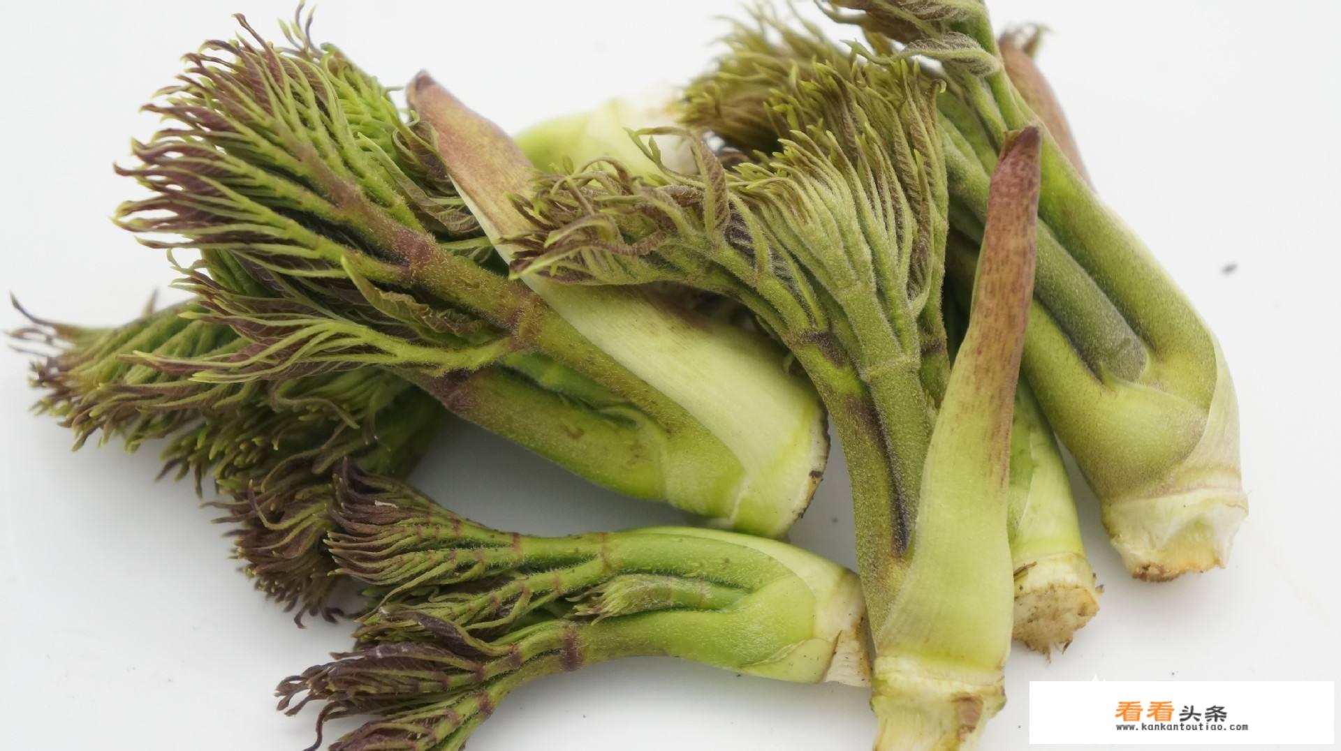 可以吃的野菜有哪几种？