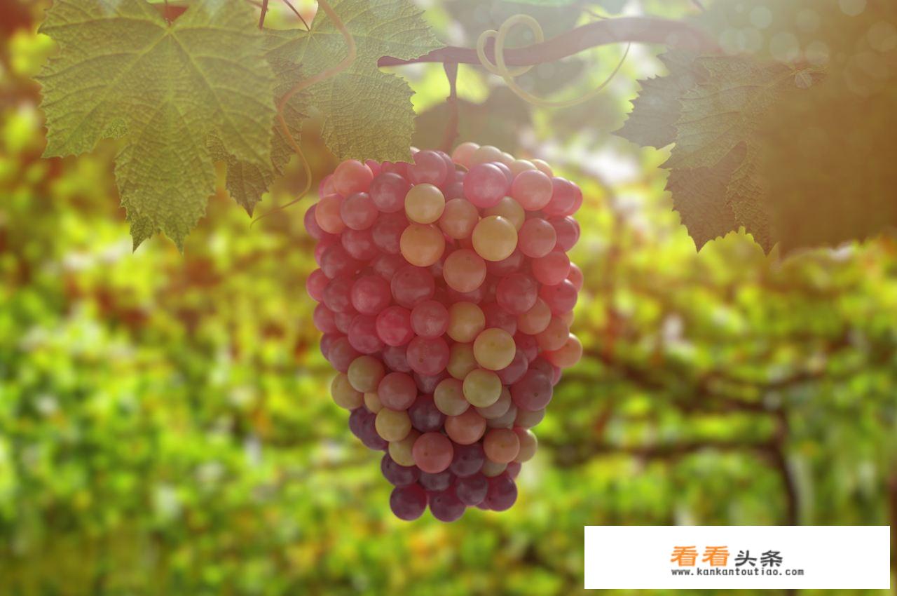 葡萄的功效与作用是什么？