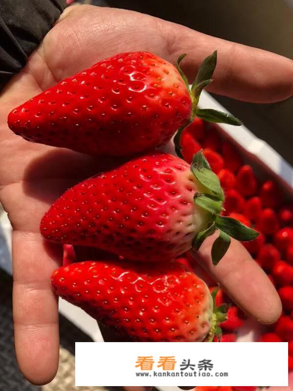 牛奶和草莓一起煮为什么是豆花文？