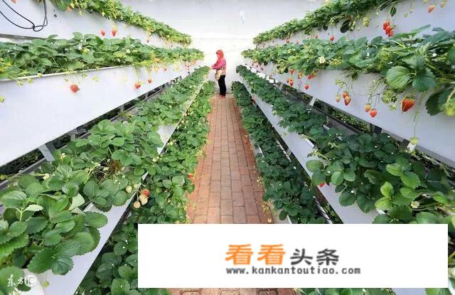 牛奶和草莓一起煮为什么是豆花文？