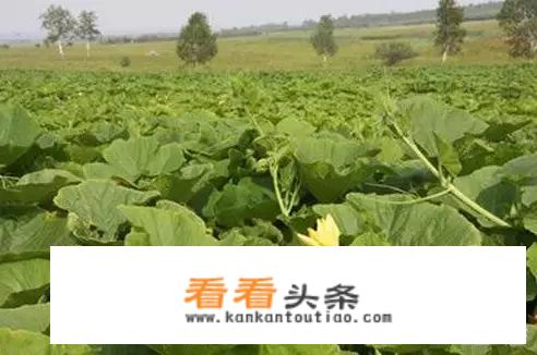 夏妈的老南瓜做法及配方？