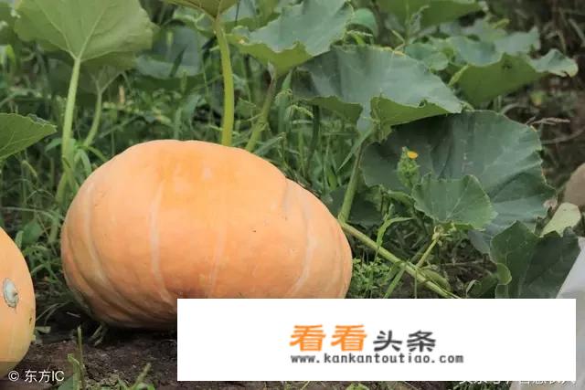 夏妈的老南瓜做法及配方？