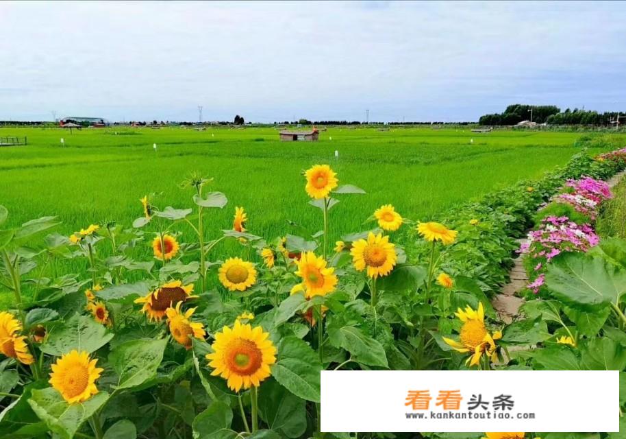 假如明年1月才开通国内跨省旅游，明年5月份才开通境外跟团游？