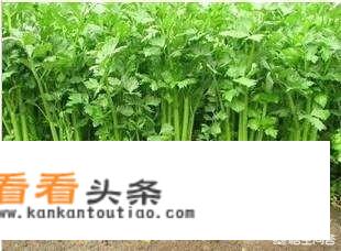 生吃芹菜的好处和坏处？