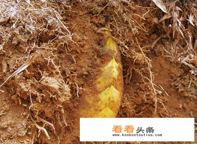 冬笋有什么营养价值？