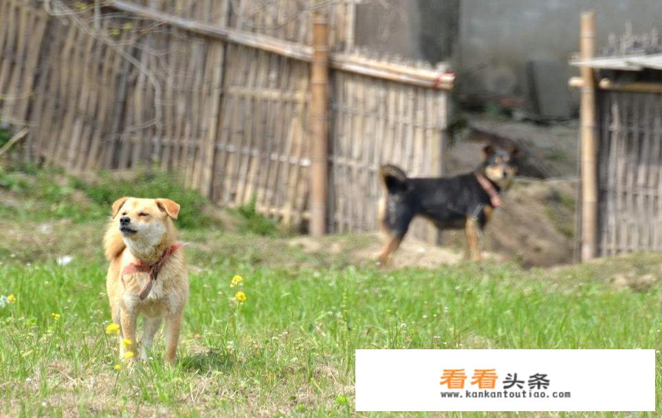 为什么土狗会成为餐桌美食，而其他宠物狗却能过上皇帝般的生活呢？