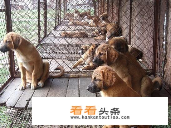 为什么土狗会成为餐桌美食，而其他宠物狗却能过上皇帝般的生活呢？