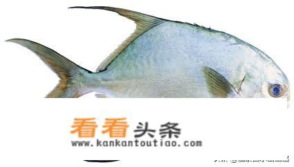 金鲳鱼腥味很重么？