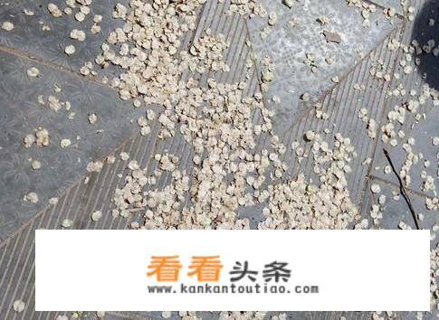 榆钱儿能做花肥吗？