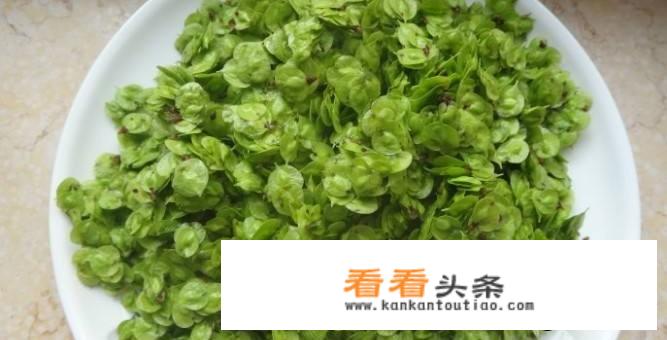 榆钱儿能做花肥吗？