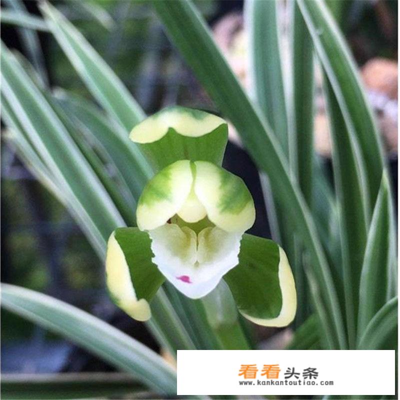 女生说多谢承蒙夸奖爱什么意思？