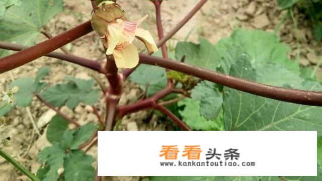 草莓秋葵脆什么意思？