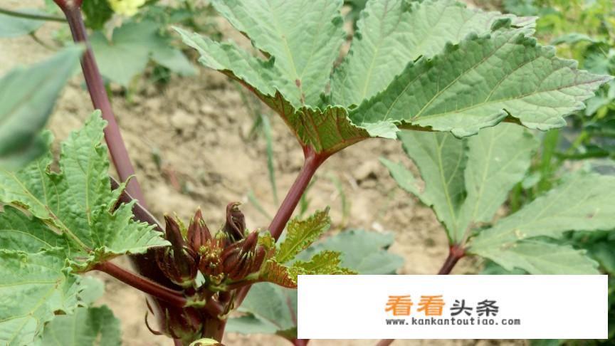 草莓秋葵脆什么意思？
