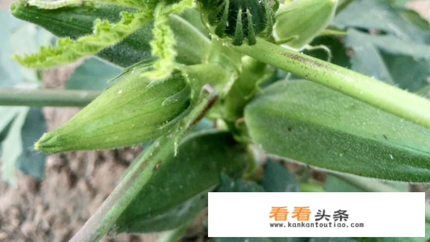 草莓秋葵脆什么意思？