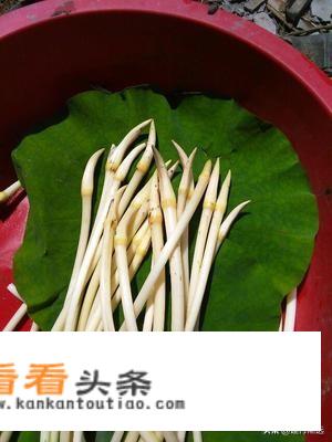 农村俗话“三月三蛇出窿，藕出尖，荠菜花煮鸡蛋”这是啥意思？