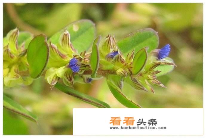 农村里有种叫做七寸金的野草有什么作用？