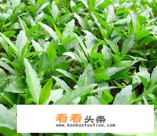 踏青游玩可以指夏天吗？