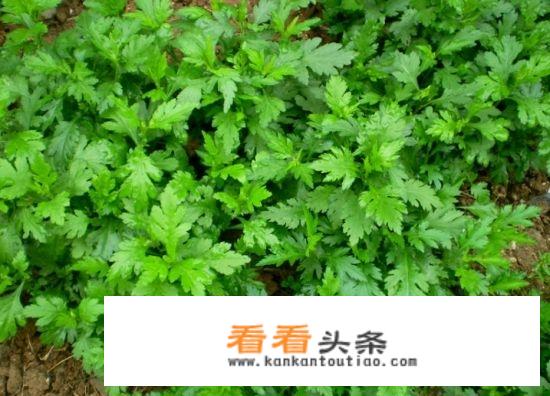 踏青游玩可以指夏天吗？