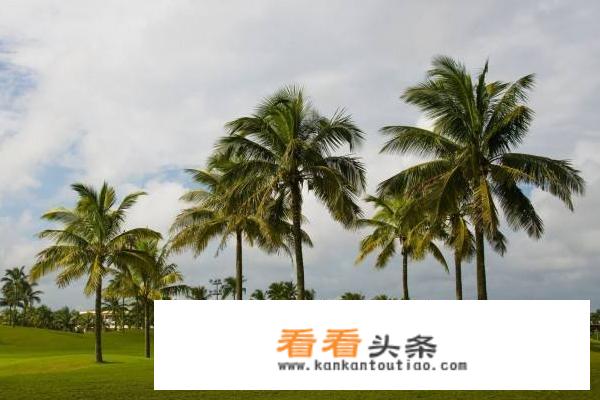 海南特产零食有哪些？