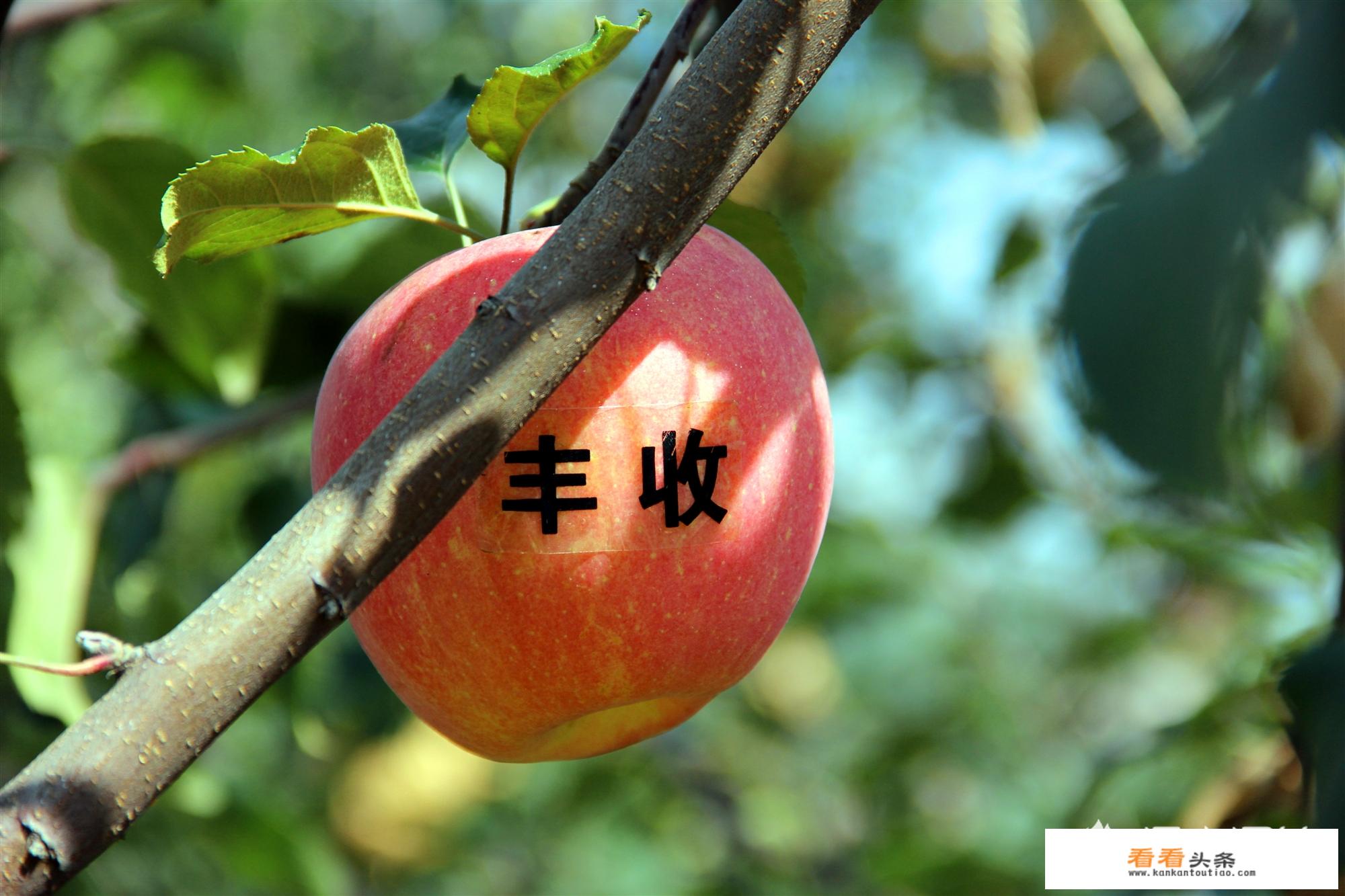 信阳新农村旅游景点？