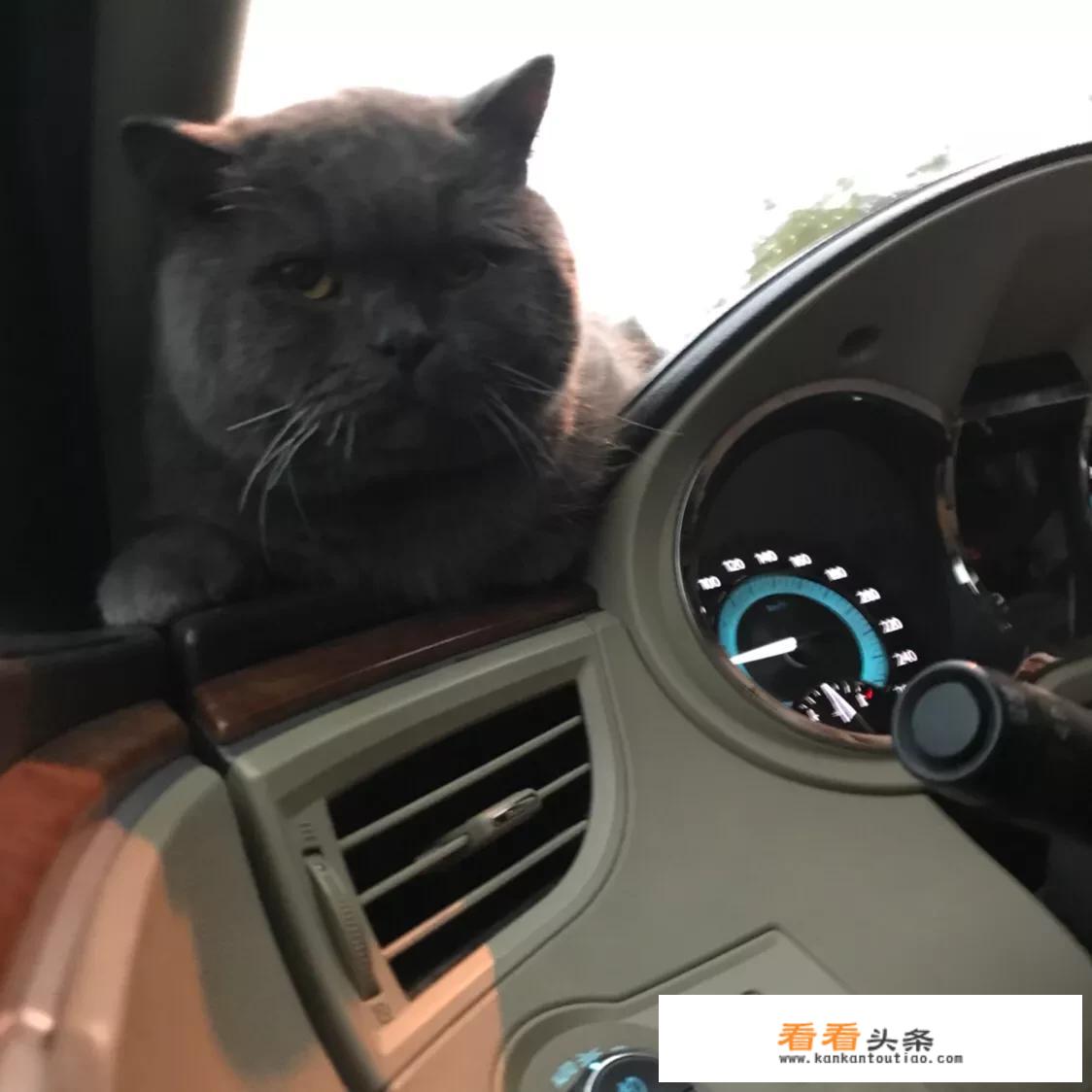 螺内酯猫怎么吃？
