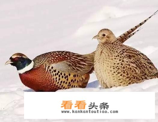 画的国画虾一般挂在什么地方？