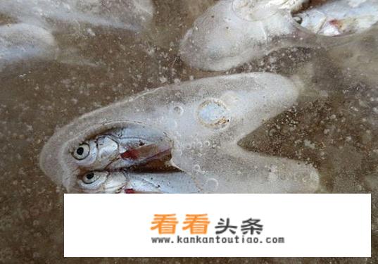 画的国画虾一般挂在什么地方？