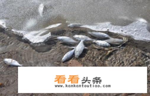 画的国画虾一般挂在什么地方？
