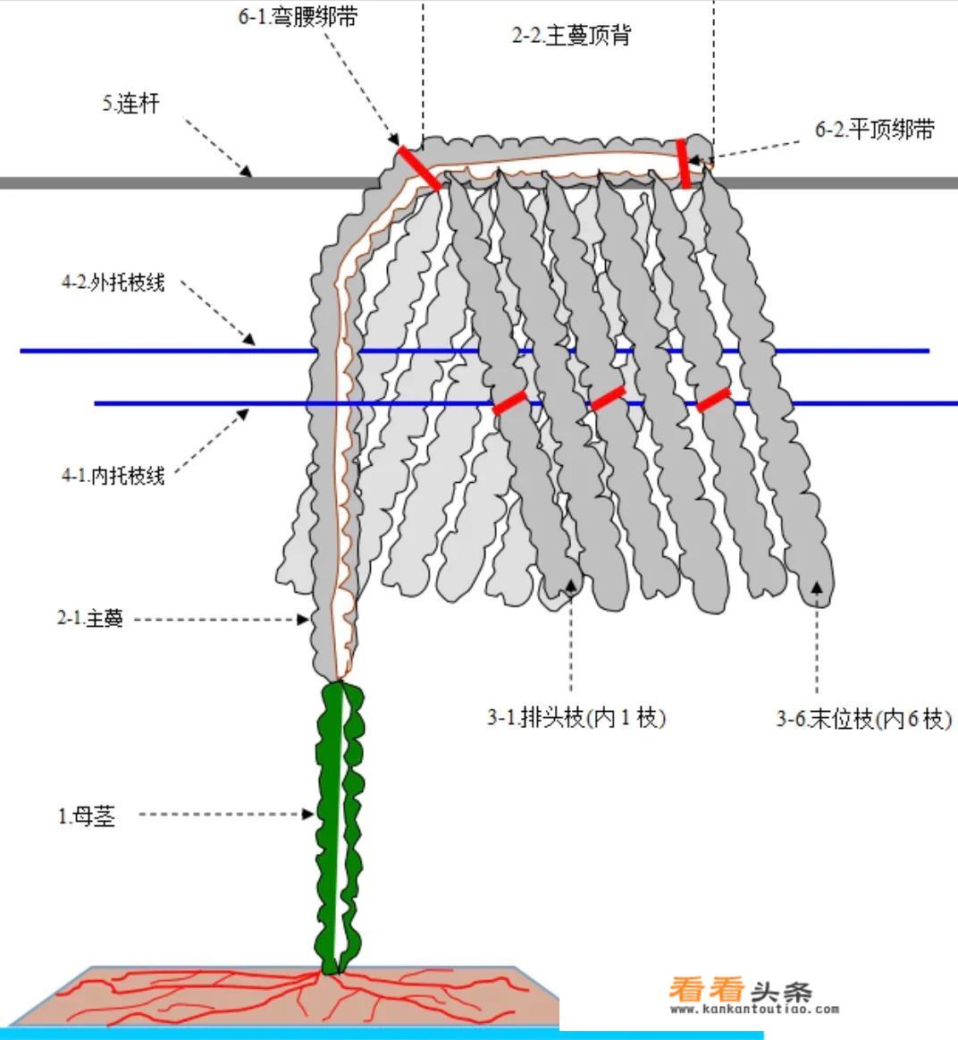 火龙果种植很简单，病虫害发生率又低，但如何搭架？