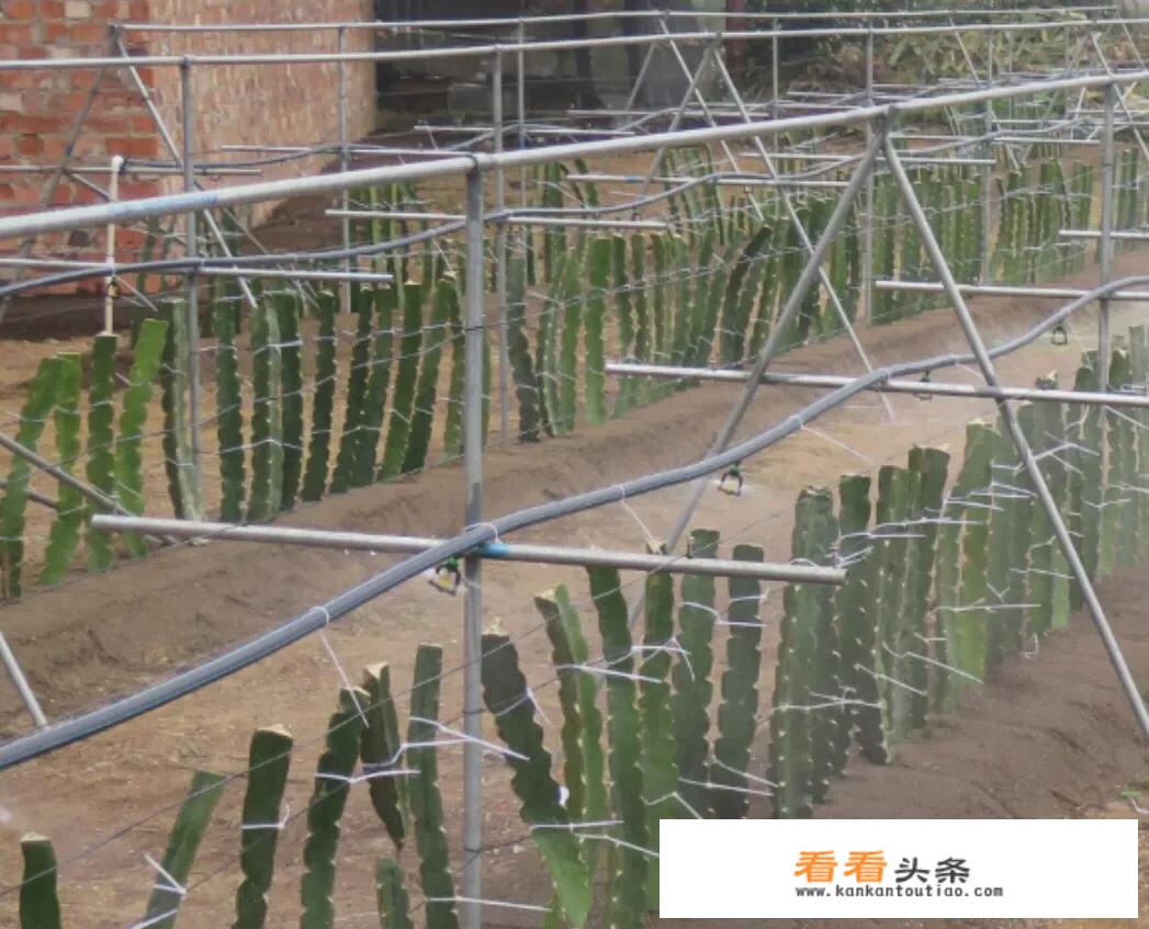 火龙果种植很简单，病虫害发生率又低，但如何搭架？