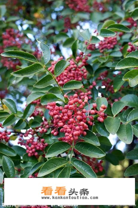 山区农业种植种啥能多挣钱？