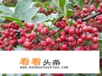 山区农业种植种啥能多挣钱？
