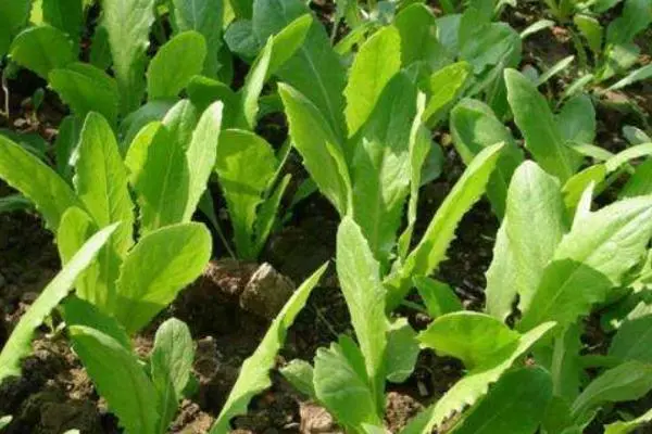 油麦菜的种植方法和时间？
