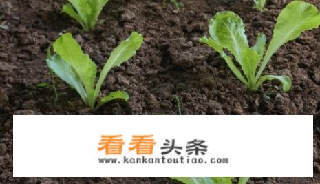 油麦菜的种植方法和时间？