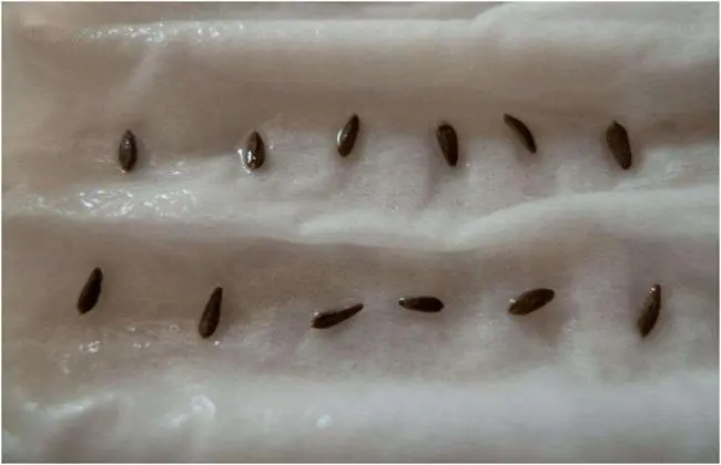油麦菜的种植方法和时间？