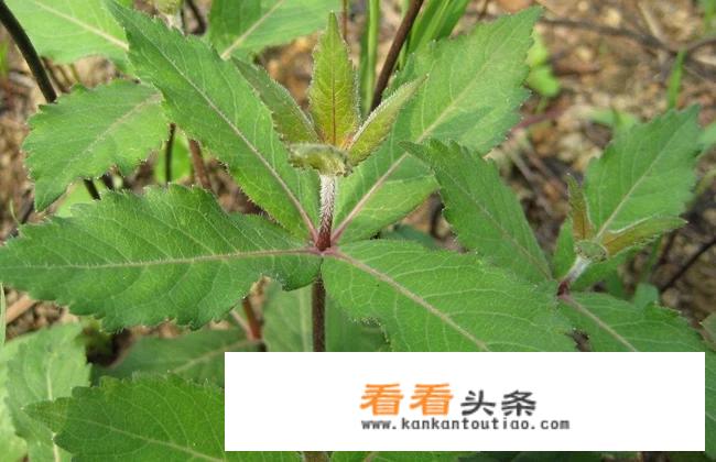 常见的南沙参有什么作用和药效？