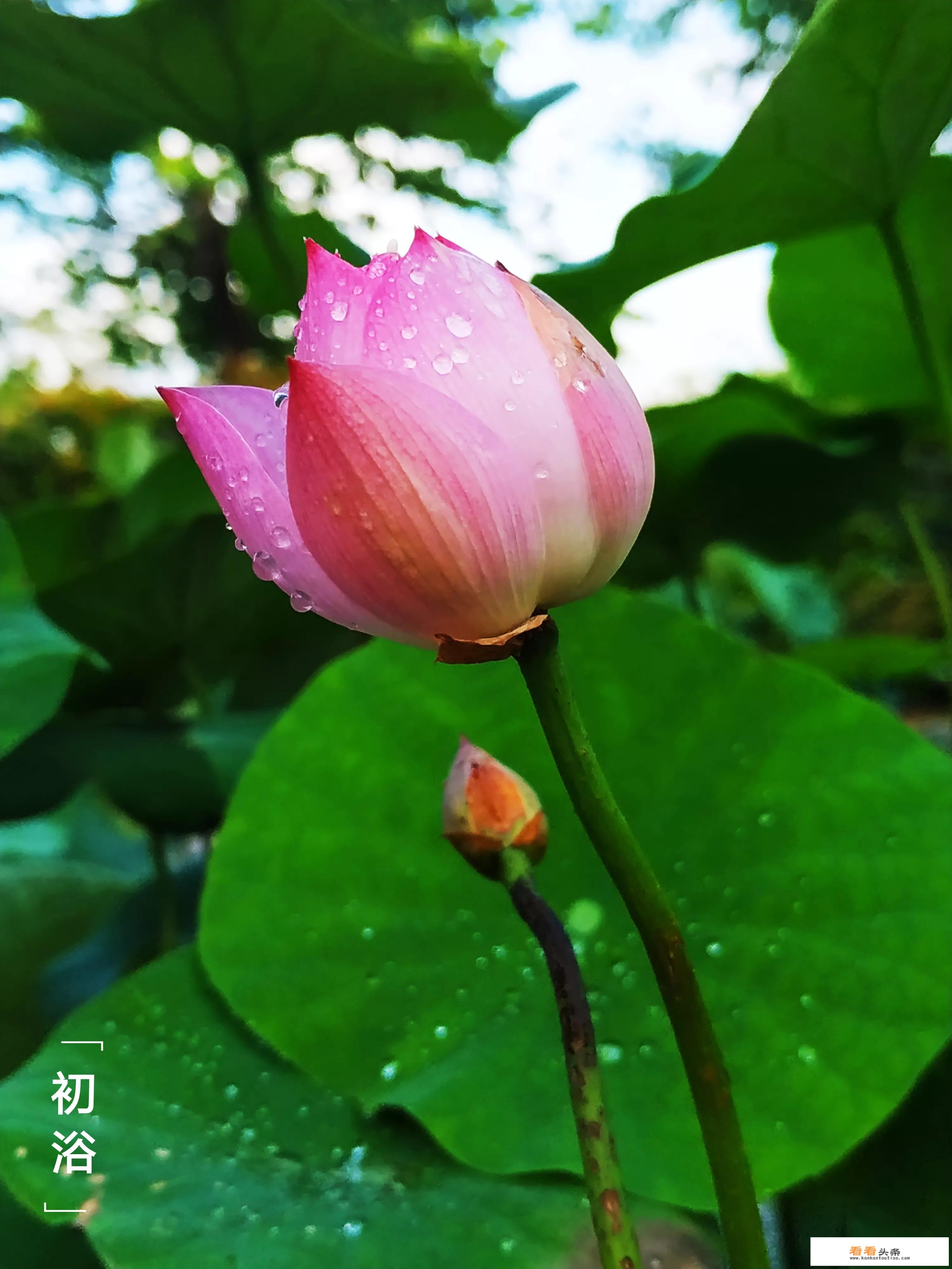 藕粉吃多了会怎么样？