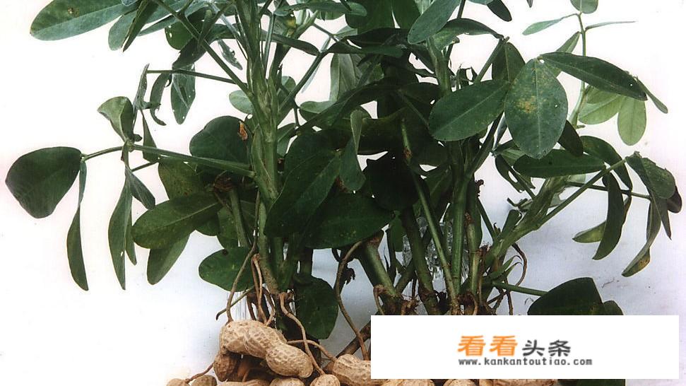 花生米的功效与作用是什么？