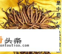 冬虫夏草可以长期吃吗？有什么作用？