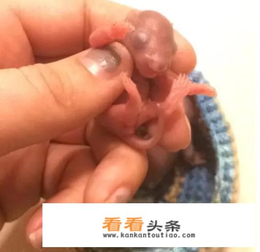 江湖名菜“三叫”，是真的生吃刚生下来的小老鼠吗？