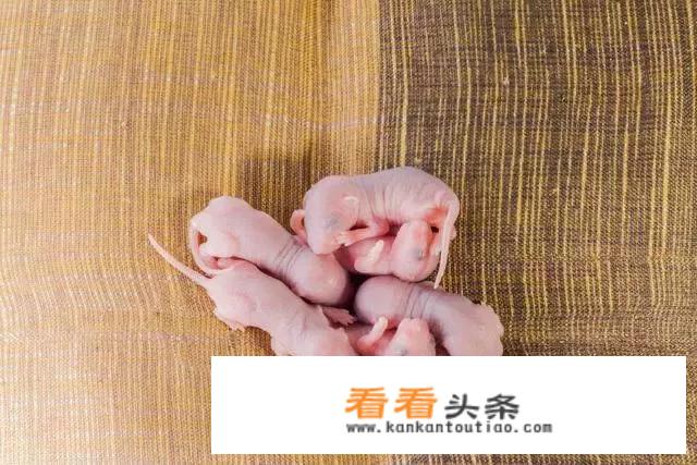 江湖名菜“三叫”，是真的生吃刚生下来的小老鼠吗？