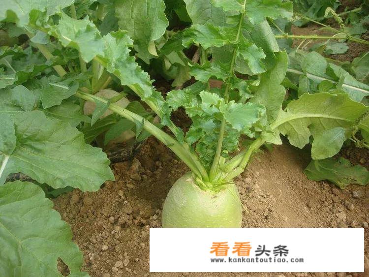 心里美萝卜的种植法？