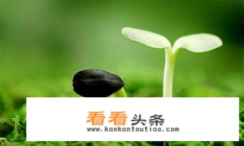 春天的天然养肝菜有哪些？