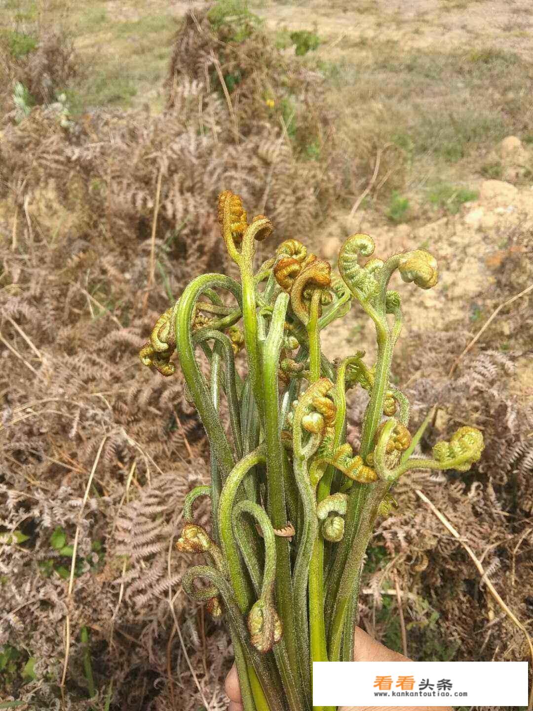 关于蕨菜，你会选择吃还是不吃？蕨菜怎么处理才好？
