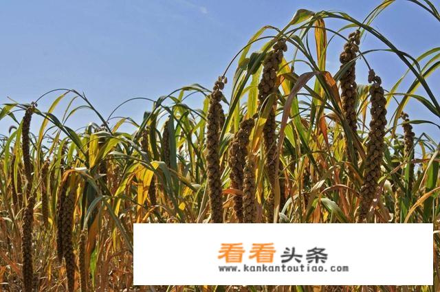为什么老人都爱发心灵鸡汤？